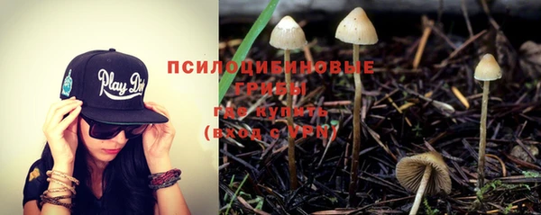 сатива Каменка